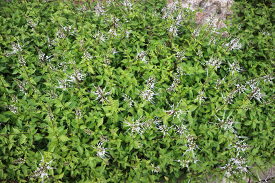 Full frame shot of plants growing on field