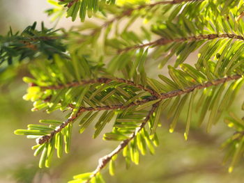 Close-up of raindrops on pine tree