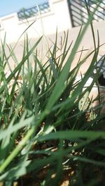 Close-up of grass on field against sky