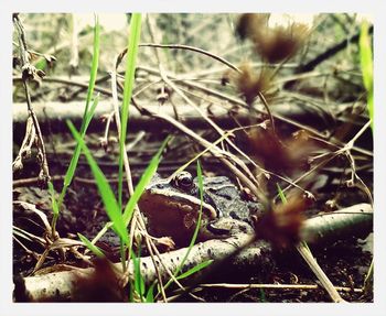 Close-up of plant growing on field