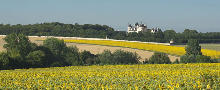 Scenic view of oilseed rape field against sky