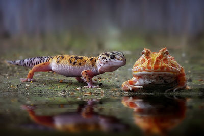 Gecko and frog