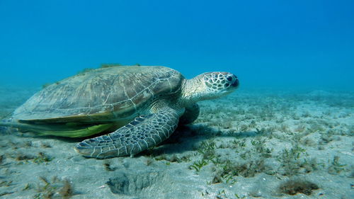 Turtle swimming in sea