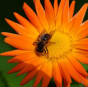 Close-up of insect on orange flower