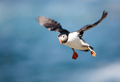 Close-up of bird flying over sea against sky