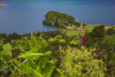 Close-up of purple flowering plant on field against sky