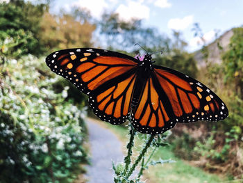 Close-up of butterfly on flower