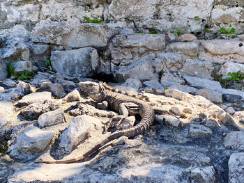 High angle view of lizard on rock