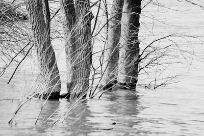 Bare tree by lake