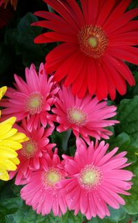 Close-up of pink flowers