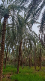 View of palm trees on field