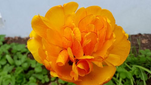 Close-up of yellow flowers blooming outdoors