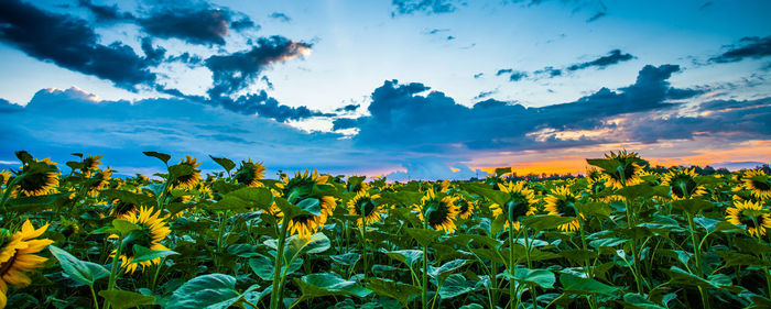 Yellow flowers growing in field