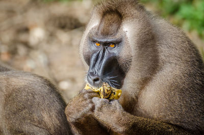 Close-up of monkey