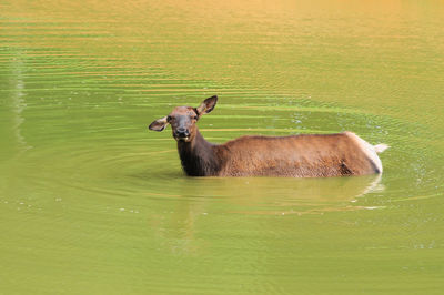 Elk bathing in lake