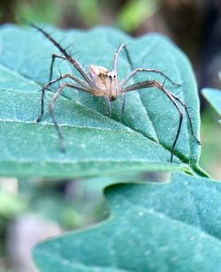 Close-up of insect on leaf