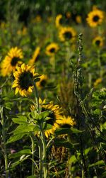 Close-up of yellow flowering plant on field