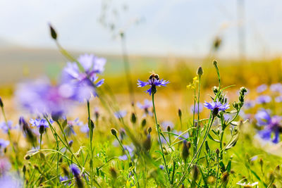 Close-up of cosmos flowers blooming on field