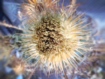 Close-up of dandelion flower