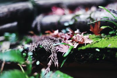 Close-up of plants