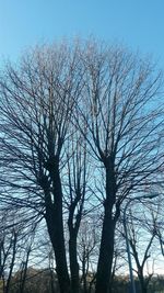 Low angle view of bare tree against clear sky