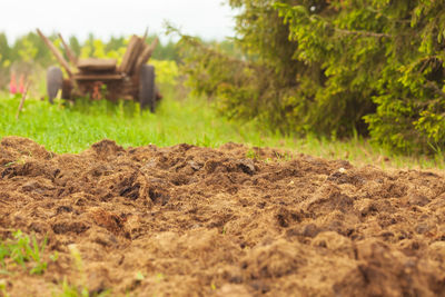 Manure from cows on an agricultural field, a pile of natural manure to fertilize the soil