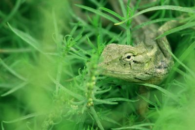 Close-up of lizard on plant