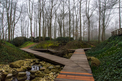 Footpath amidst trees in forest