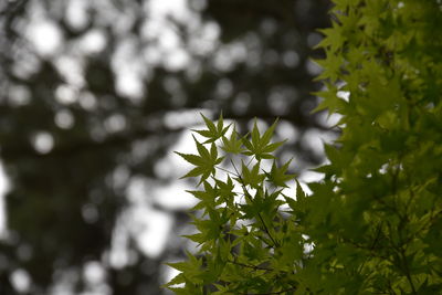 Close-up of flowering plant