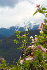 Close-up of flowering plant against sky