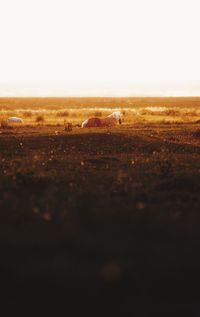 Scenic view of field against clear sky during sunset