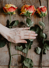 Three roses on a wooden background. aesthetics. atmospheric frame with flowers. hand on roses. 