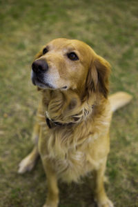 Close-up of dog on field