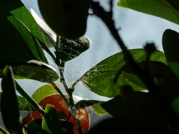 Close-up of wet spider web on plant