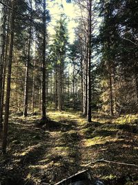 Trees in forest against sky