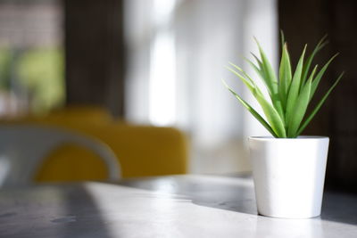 Close-up of potted plant on table at home