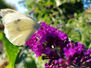 Close-up of butterfly pollinating on pink flower