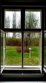 Plants growing on window