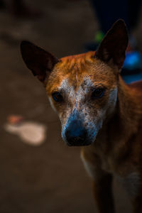 Close-up portrait of dog