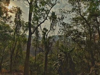 Low angle view of trees in forest against sky