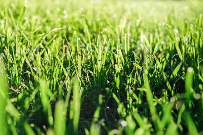 Full frame shot of fresh green field