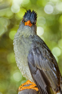 Close-up of a bird