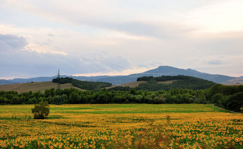 Scenic view of agricultural field against cloudy sky