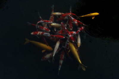 Close-up of koi carps swimming in sea