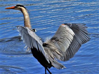 Bird in water