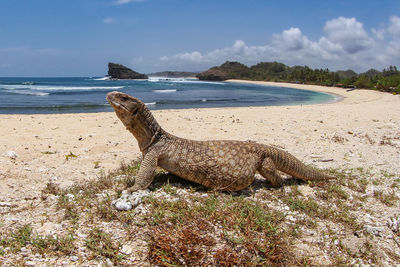 Savannah monitor lizard roam at the tropical beach