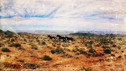 Horses grazing on field