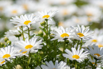 Close-up of white daisy flowers