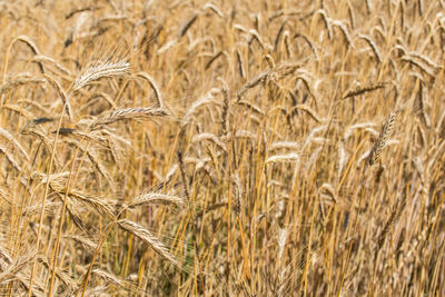 Wonderful field of yellow wheat ears ready to be harvested in summer