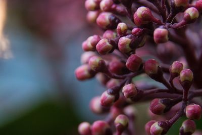 Close-up of buds growing outdoors